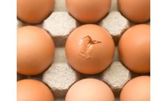 EndoBan - Endotoxin Reducing Feed Additive for Improved Poultry Growth