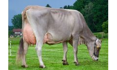 Heifers