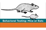 Behavioral testing in animals. Part 1: Mice or Rats? - Video