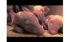 SmartGuard, by SwineTech The eyes and ears that producers have been looking for - Video