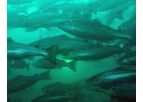 OptoScale - Software Modules for Fish Health