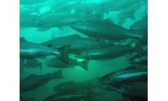 OptoScale - Software Modules for Fish Health