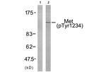 Model pTyr1234 - Anti-c-Met Antibody
