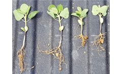 Crop Performance - Model Surge - In-Furrow Soybean Products