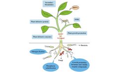 Salicylic acid for plants.