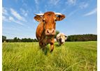 Veterinary Medicinal Products