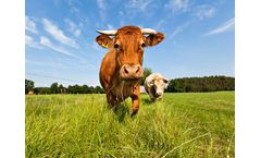 Veterinary Medicinal Products