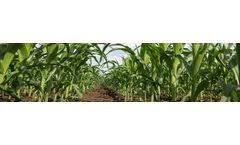 Phosphorus Recovery from Syngas Ash