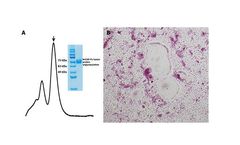 LifeTein - Macrophage Colony Stimulating Factor (M-CSF)