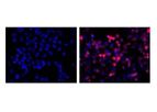 LifeTein - Model LT0426 - Anti His Monoclonal Antibody