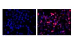 LifeTein - Model LT0426 - Anti His Monoclonal Antibody
