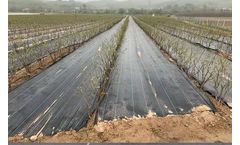 YueQun - Ground Cover