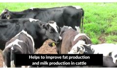 ZOOM-H - Multivitamin Powder Supplement For Animals | Animals Feed Supplement - Video