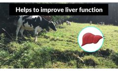 WELLY GEL - Calcium Gel For Cattle | Cattle Feed Supplement - Video