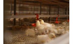 Livi - Chicken Drinking Water System