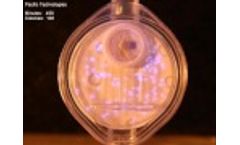 Microbial Colony Growth (Semi-Fluorescent) - Video