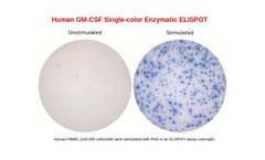 Model Human GM-CSF - Single-Color ELISPOT