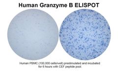 Model Human Granzyme B - Single-Color ELISPOT