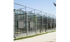 Kunsheng - Tomato Greenhouse
