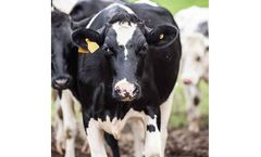 Sustainable Water Ph Control for Dairies Industry