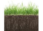 Mycorrhizae