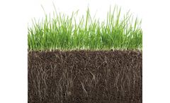 Mycorrhizae