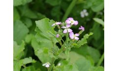 Fodder Radish CAP