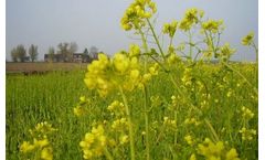 Yellow Mustard CAP