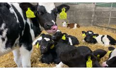 Precision Microbes Calf Probiotic & Postbiotic - Video