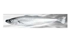 Pelagia - Blue Whiting Fish