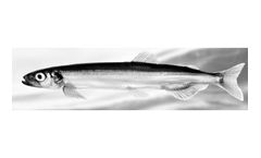 Pelagia - Capelin Fish