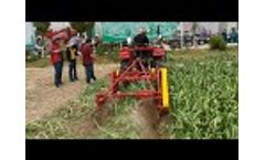 Garlic Harvest Machine Garlic Picker driven by Tractor | Garlic Machine Manufacturer - Video