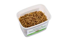 Black Soldier Fly Larvae