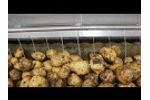 Vegetable potato washing cleaning machine brush roller washing machine - Video