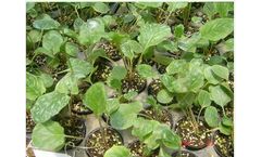 Soilrite Mix - Model MIX-TC - Peat Moss and Horticultural Grade Expanded Perlite