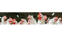 Animal Nutrition & Health Solutions for Poultry
