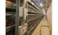 Pullet Cage