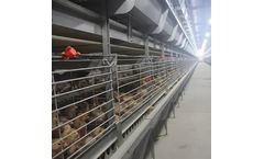 Silver Star - Model YXB3H60, YXB3H90 and YXB3H156 - Q235 Poultry Farming Cage