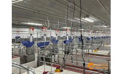 Farrowing Crates For Breeding Sow