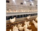 Automatic Layer Egg Nest
