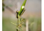 Early Detection of Agricultural Pests and Diseases Services
