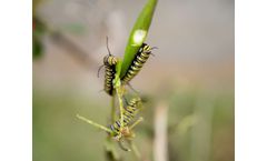 Early Detection of Agricultural Pests and Diseases Services