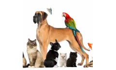 Mikro Clean - Model Pet - Eco-Friendly Solution for Pet Messes