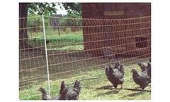 Anping - Poultry Netting