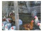 Anping - Chicken Wire Netting