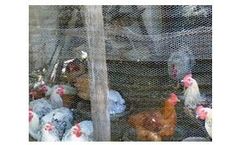 Anping - Chicken Wire Netting