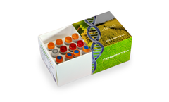 idetect - Molecular Biology Kit for Erysiphe Necator Detection