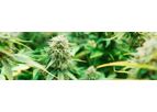 Sorbtech Cannabis Chromatography