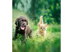 Pet Food