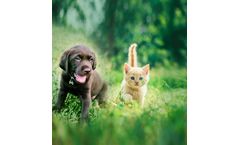 Pet Food